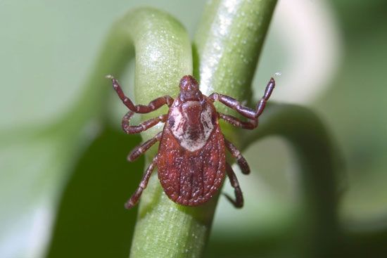 American dog tick