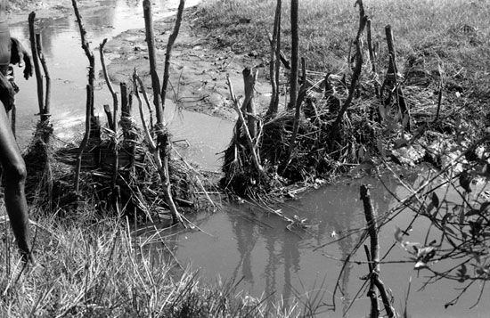 fish-trapping fence