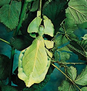 Leaf insect