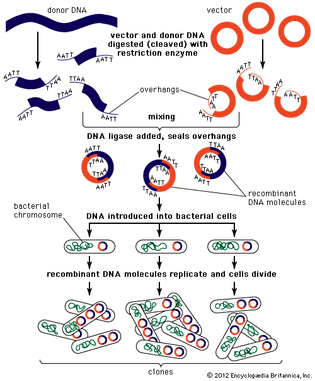 DNA sequencing