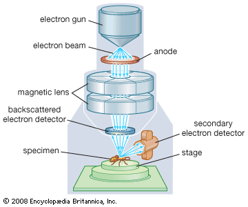 Scanning electron microscope.