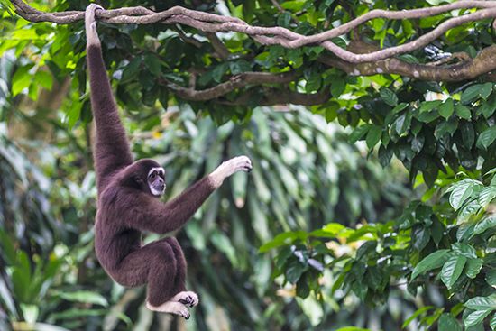 white-handed gibbon