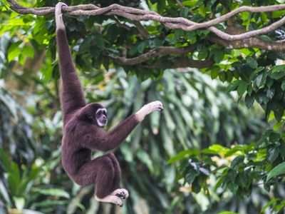 white-handed gibbon