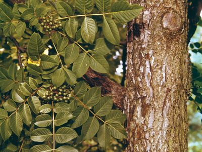 Cork tree (Phellodendron)