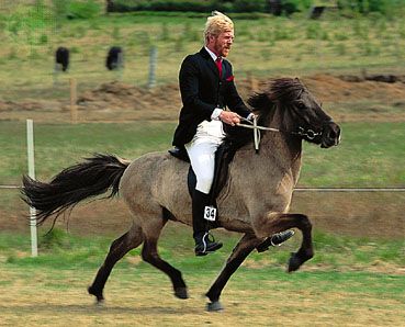 Icelandic horse