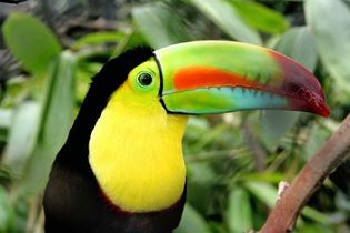 toucan