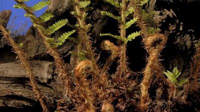 Observe a shield fern (Dryopteris) growing over two months