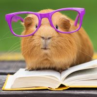 Guinea pig in purple glasses resting on an open book.