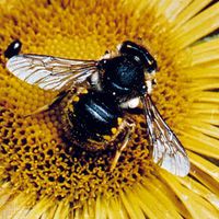 Leaf-cutting bee (Anthidium)