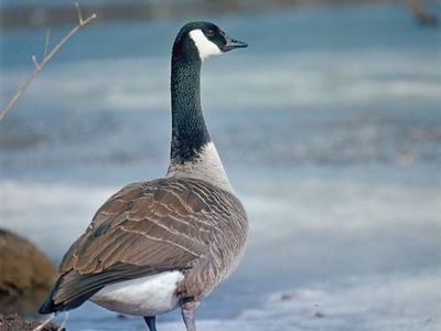 Canada goose (Branta canadensis).