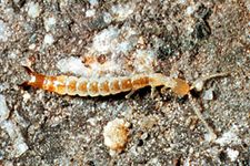 Dipluran (Japygidae)