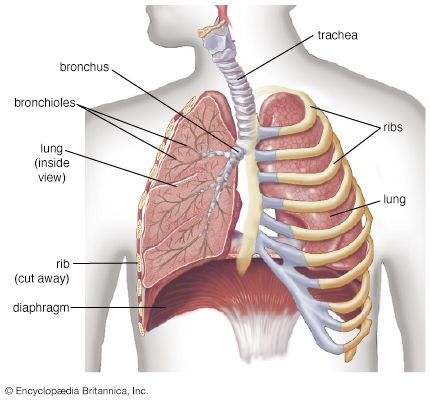 bronchioles of the lungs