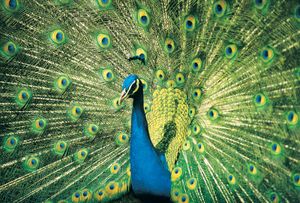 Blue, or Indian, peacock (Pavo cristatus) displaying its resplendent feathers.