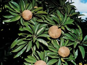 sapodilla