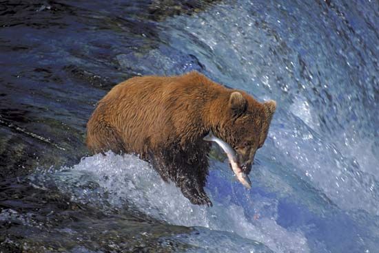 Grizzly bear (Ursus arctos horribilis) catching salmon in Katmai National Park and Preserve, Alaska.