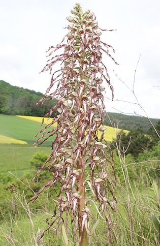 lizard orchid