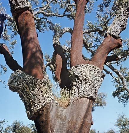 cork oak