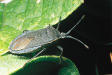 squash bug