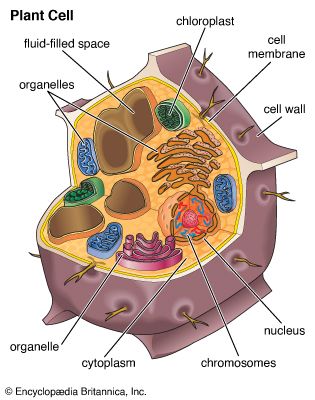 plant cell