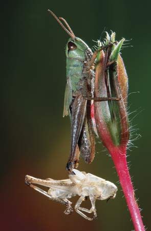 insect: grasshopper emerged from exoskeleton