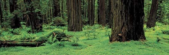 Redwood National Park