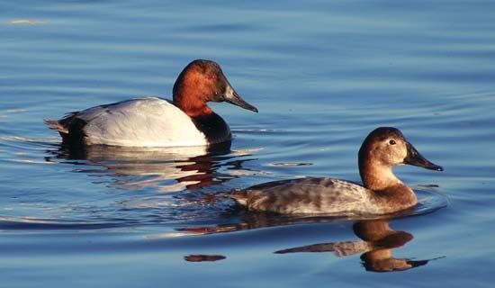 canvasback