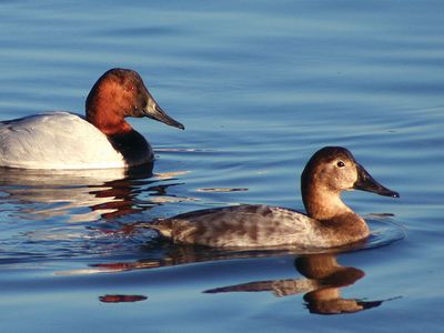 canvasback