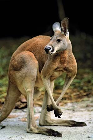 Red kangaroo (Macropus rufus)