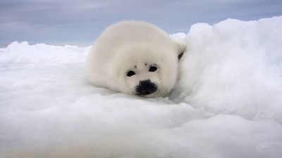 How fast do harp seal pups grow?