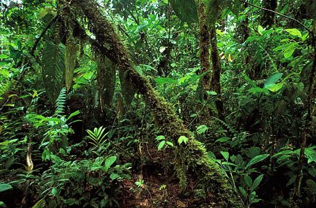 Ecuador: rainforest