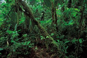 Ecuador: rainforest