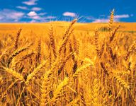 Wheat growing in a field.