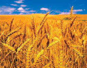 semelparity; wheat