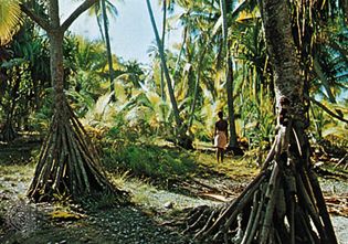 Pandanus trees on Arorae, Kiribati