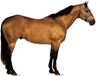 American Quarter Horse stallion