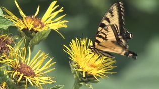 Discern between self-sustaining autotrophs and consumer heterotrophs and find their places in the food chain