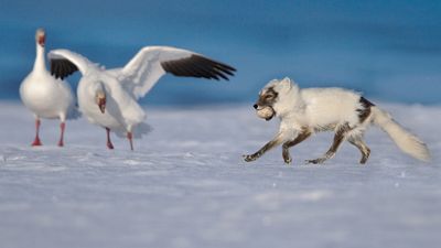 How Arctic foxes survive in Russia's tundra