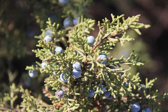 Western juniper