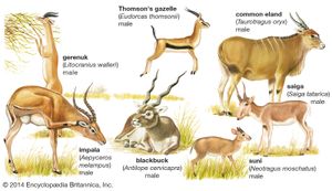 different kinds of antelopes