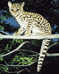 Margay (Leopardus wiedii).