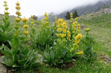 great yellow gentian