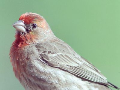 house finch (Haemorhous mexicanus)