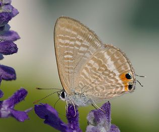 copper butterfly