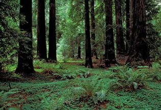 Muir Woods National Monument