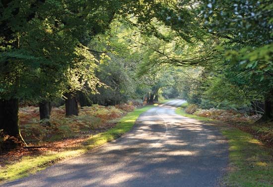 New Forest National Park