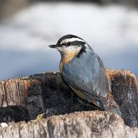 Nuthatch. nuthatch and creeper. bird. Red-breasted Nuthatch (Sitta canadensis) a small songbird in mid-winter. Near Fairmont Hot Springs, BC, Canada.