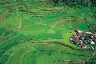 Philippines: terraced fields