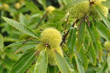 European chestnut