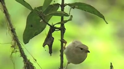 Know how the Galapagos finches from Charles Darwin's specimen collection helped him in the formulation of his theory of evolution, particularly the woodpecker finch