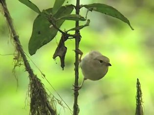 Know how the Galapagos finches from Charles Darwin's specimen collection helped him in the formulation of his theory of evolution, particularly the woodpecker finch